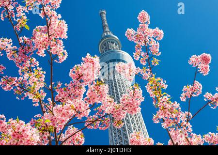 Spring in Tokyo. Sakura cherry pink blossoms in front of the famous Tokyo Skytree Stock Photo