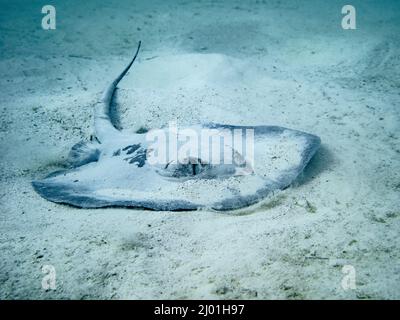 Caribbean Stingray hiding in the sand in Mexico (Mahahual) Stock Photo