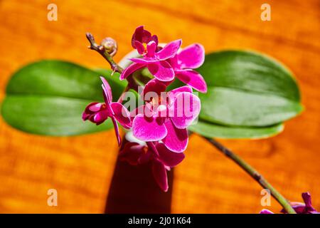 View from above of pink orchid flowers with large green leaves Stock Photo