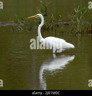Beautiful large white bird, Intermediate / plumed egret, Ardea intermedia, standing and reflected in water of river in Australia Stock Photo