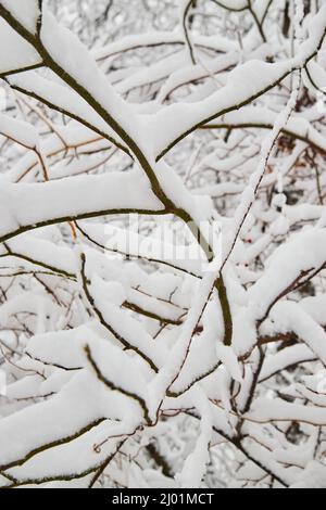 Detail of tree branches covered in a thick snow stack Stock Photo