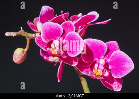 Orchid flower branch of pink and yellow on dark background Stock Photo
