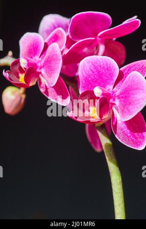 Branch of pink orchids on dark background Stock Photo