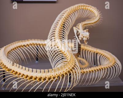 Close up shot of a snake bone in the Museum of Osteology at Oklahoma Stock Photo