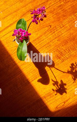 Orchid on wood table in sun with full shadow Stock Photo