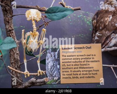 Oklahoma, MAR 3 2022 - Close up shot of the Eastern Screech Owl skeleton in the Museum of Osteology Stock Photo