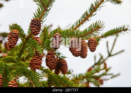 Detail of acorns on pine tree in winter Stock Photo