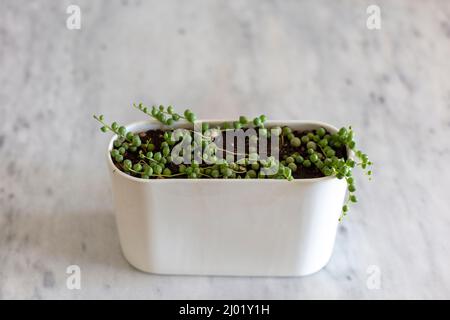 Senecio rowleyanus succulents hanging plant in a decorative pot Stock Photo