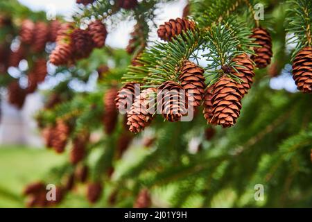 Pine tree detail covered in pinecones Stock Photo