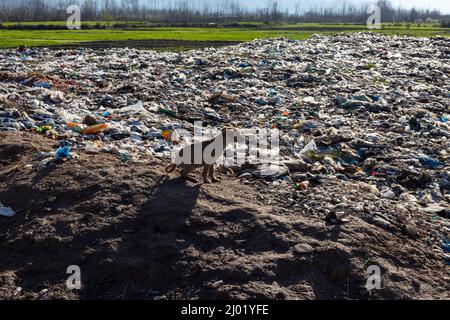 Stray puppy searching for food in a waste deposit landfill site Stock Photo