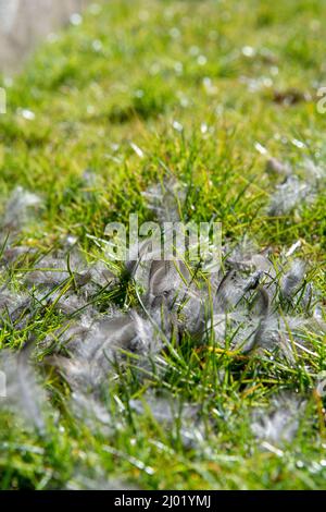 Feathers of Eurasian Blackbird scattered on grass in the garden. Bird caught by predator. Stock Photo