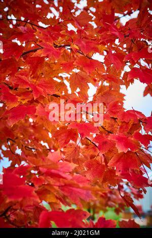 Fall colorful red leaves detail Stock Photo