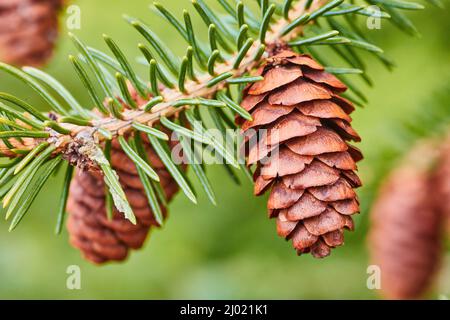 Macro of two pinecones on pine tree branch Stock Photo