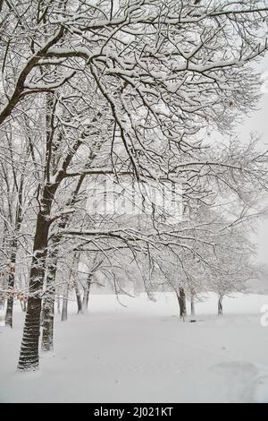 Winter storm row of trees covered in thick snow Stock Photo