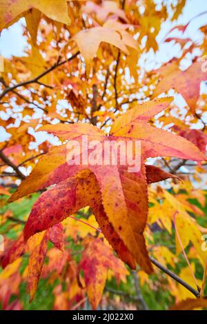 Detail view of fall leaves on yellow and red tree Stock Photo