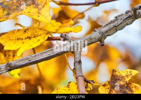 Yellow leaf fall branch on tree Stock Photo