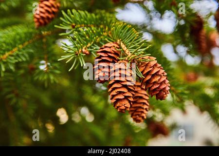 Detail of cluster of pinecones on pine tree Stock Photo