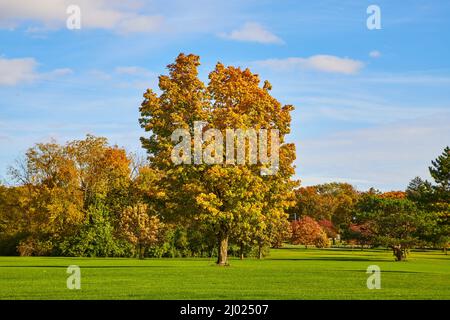Fall landscape on field of clean grass Stock Photo