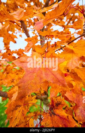 Close-up of orange fall tree in peak season Stock Photo