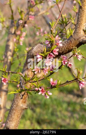 Closeup view of peach tree blossom in spring Stock Photo