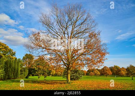 Detail of tree with fallen fall leaves on clean and open grass field Stock Photo