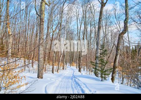 Landscape of snow-covered walking path in the forest Stock Photo