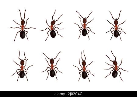 Brown ant insects black silhouettes vector illustration isolated on white background. Stock Vector