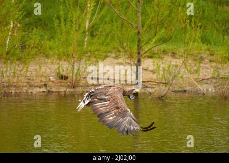 A hunting bald eagle flies above the water surface of a green lake in search of fish. Trees in the background, reflection, detail. Stock Photo