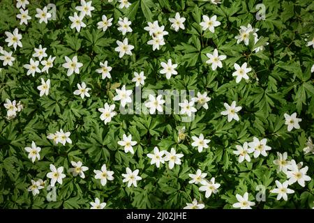 Beautiful field anemone wildflowers in sunlight. Spring forest landscape with fresh wind ceiling outdoors. Nature and ecology environment concept. Stock Photo