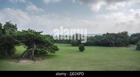 Summer day with blue sky,trees and grass. Stock Photo