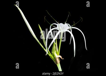 Top view of Crinum asiaticum ,Poison Lily, Giant Crinum Lily, Grand Crinum Lily, Spider Lily, focus selective