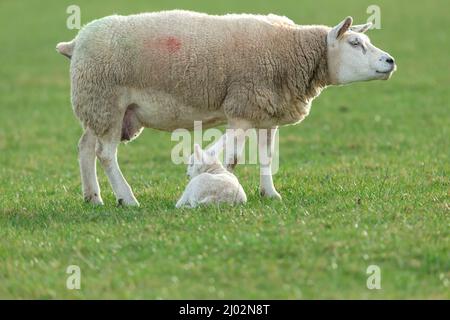 Close up of a fine Texel ewe or female sheep with her sleeping newborn lamb in early spring time.  clean green background.  Copy Space.  Horizontal. Stock Photo