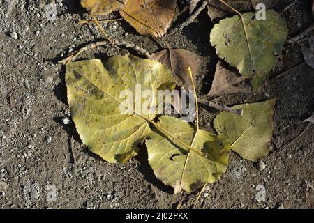 Autumn is a beautiful time when the leaves fall on the trees. Large yellow poplar leaves lie on a gray concrete pavement in a park. Stock Photo