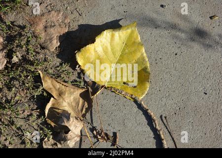 Autumn is a beautiful time when the leaves fall on the trees. Large yellow poplar leaves lie on a gray concrete pavement in a park. Stock Photo