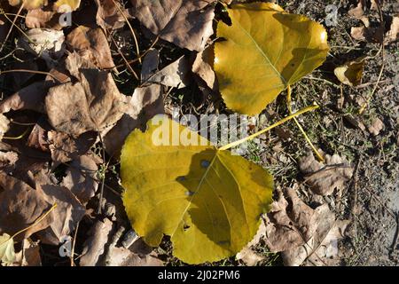 Autumn is a beautiful time when the leaves fall on the trees. Large yellow poplar leaves lie on a gray concrete pavement in a park. Stock Photo
