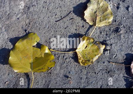 Autumn is a beautiful time when the leaves fall on the trees. Large yellow poplar leaves lie on a gray concrete pavement in a park. Stock Photo