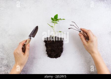 Gardening Tools and Plants on grey background. Woman hands. Spring Garden Works Concept Stock Photo