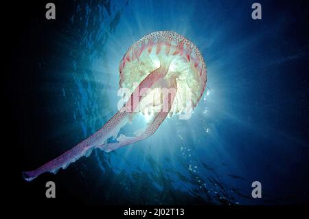 Fire jellyfish, mauve stinger, warty jelly (Pelagia noctiluca), dangerous, Mallorca island, Baleares, Spain, Europe