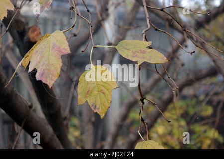 Beautiful and beautiful autumn nature. Dry, yellow-green leaves of raspberry bushes, raspberry branches growing in home garden. Stock Photo