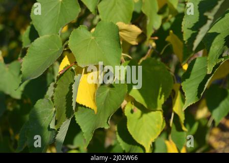 Beauty, nature, green and yellow mulberry leaves hang on the branches of the tree. Stock Photo