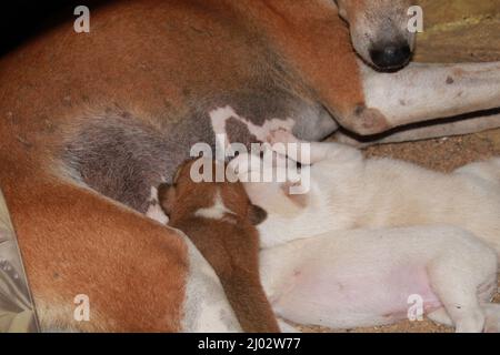 Puppies drinking milk from their mother. Stock Photo