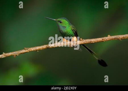 Peruvian Booted Racket-tail hummingbird, Ocreatus underwoodii peruanus, with orange buff leg puffs, Sumaco in Ecuador. Tinny shiny bird sitting on the Stock Photo