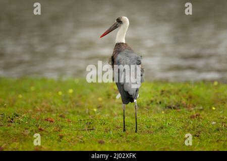Woolly-necked whitenecked stork, Ciconia episcopus, walking in grass, Okavango delta, Moremi, Botswana. River with bird in Africa. Stork in nature mar Stock Photo
