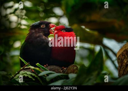 Charmosyna papou, Papuan lorikeet, also known as Stella's lorikeet parrot. Red and melanistic morph of rare bird from Papua in Asia. Two birds, black Stock Photo