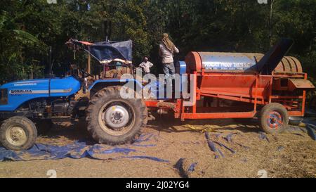 Bhadrak, Odisha, India, 07 January 2020 : Labourers feed manually harvested bushels of rice into a Tractor mounted threshing machine to separate rice. Stock Photo