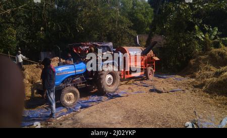 Bhadrak, Odisha, India, 07 January 2020 : Labourers feed manually harvested bushels of rice into a Tractor mounted threshing machine to separate rice. Stock Photo