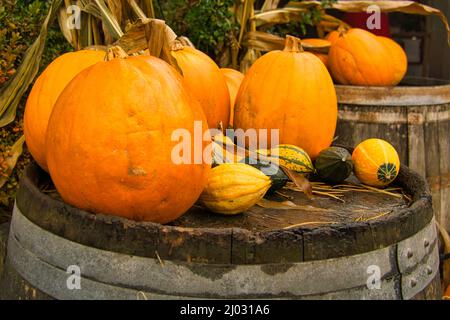 the pumpkin is decorative, delicious, healthy and beautiful to look at. It contains many vitamins and is a sign of autumn. Pumpkin is present at hello Stock Photo