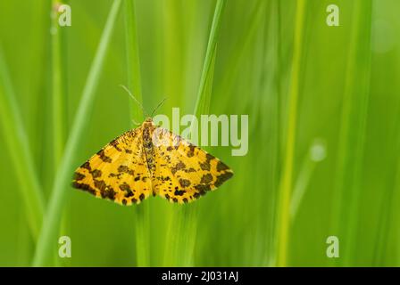 Speckled Yellow moth - Pseudopanthera macularia, beautiful colored moth from European meadows and grasslands, White Carpathians, Czech Republic. Stock Photo