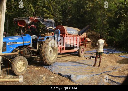 Bhadrak, Odisha, India, 07 January 2020 :Labourers feed manually harvested bushels of rice into a Tractor mounted threshing machine to separate rice. Stock Photo