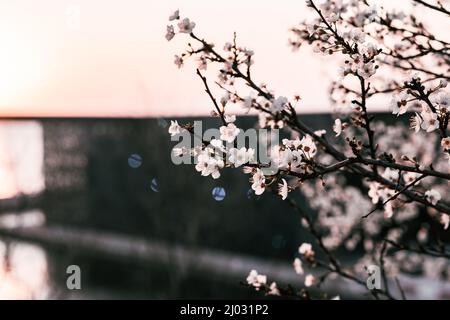 Spring cherry blossom at sunset against MUCEM in Marseille, France Stock Photo